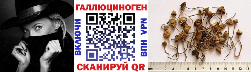 Псилоцибиновые грибы Cubensis  Купить  Ивангород 